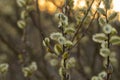 Willow Catkins in Early Spring. Royalty Free Stock Photo