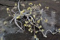 Willow catkins at spring in Iceland