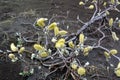 Willow catkins at spring in Iceland