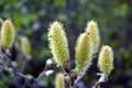 Willow catkins at spring in Iceland