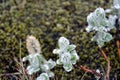 Willow catkins at spring in Iceland