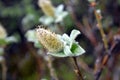 Willow catkins at spring in Iceland