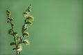 Willow-catkins (spring time) Royalty Free Stock Photo