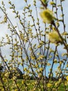 Willow catkins in spring time Royalty Free Stock Photo