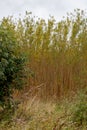 Willow coppice trees growing in a field in October 2022 stock photo Royalty Free Stock Photo