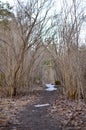 Willow corridor early spring