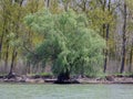 Willow in the Danube Delta