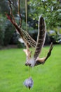 Willow dream catchers