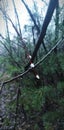 willow drops after the rain focus forest nature Royalty Free Stock Photo