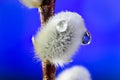 Willow. Early spring willow catkins. A branch with swollen buds for Easter decoration. A willow branch pointing upwards as a symbo