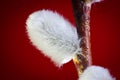 Willow. Early spring willow catkins. A branch with swollen buds for Easter decoration. A willow branch pointing upwards as a symbo