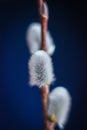 Willow. Early spring willow catkins. A branch with swollen buds for Easter decoration. A willow branch pointing upwards as a symbo