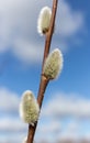 Willow early spring