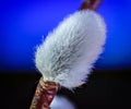 Willow. Early spring willow catkins. A branch with swollen buds for Easter decoration. A willow branch pointing upwards as a symbo