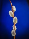 Willow. Early spring willow catkins. A branch with swollen buds for Easter decoration. A willow branch pointing upwards as a symbo