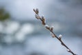 Willow Earrings with a blue background. Early spring is the first flower. Willow branch.