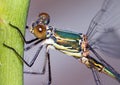 Willow Emerald Damselfly closeup Royalty Free Stock Photo