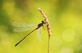Willow emerald damselfly on grass Royalty Free Stock Photo