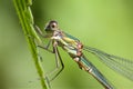 A Willow Emerald Damselfly, on a grass stem. Royalty Free Stock Photo