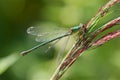 A Willow Emerald Damselfly, on a grass stem. Royalty Free Stock Photo