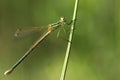 Willow emerald damselfly Royalty Free Stock Photo