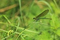 Willow emerald damselfly Royalty Free Stock Photo