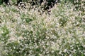 Willow entire-leaved Salix Integra Hakuro Nishiki