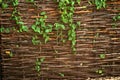 Willow fencing screen Royalty Free Stock Photo