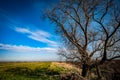 Willow and fenland