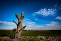 Willow and fenland Royalty Free Stock Photo