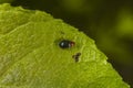 willow flea beetle (Crepidodera aurata) on the leaf Royalty Free Stock Photo