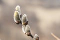 Willow flovers Royalty Free Stock Photo