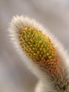 Willow flower