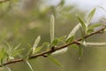 Willow flower of an Almond willow