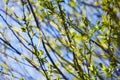 Willow flower of an Almond willow Salix triandra.