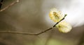 Willow flower