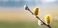 Willow flowering branch with yellow fluffy catkins. Closeup springtime landscape