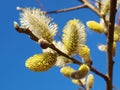 Willow flowers