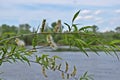 Willow flowers at a late stage of development