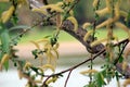 Willow Flowers