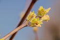 Willow flowers secrete a lot of pollen and nectar Royalty Free Stock Photo