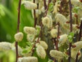 Willow flowers on the stems