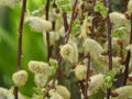 Willow flowers on the stems Young fruit tree bud on blurred background in contrast