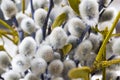 Willow flowers