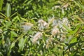 Willow fluff on branches. Fluffy poplar seeds. Selective soft focus. Strong allergen, health hazard concept Royalty Free Stock Photo