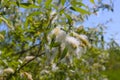 Willow fluff on branches. Fluffy poplar seeds. Selective soft focus. Strong allergen, health hazard concept Royalty Free Stock Photo