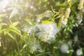 Willow fluff on branches in the sun. Fluffy poplar seeds. Selective soft focus. Strong allergen, health hazard concept Royalty Free Stock Photo