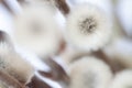 Willow fluffy buds with branch neutral macro wallpaper