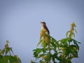 Willow Flycatcher Bird Calls From the Top of a Tree Royalty Free Stock Photo