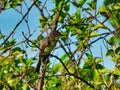 Willow Flycatcher Bird Perched in a Tree Royalty Free Stock Photo